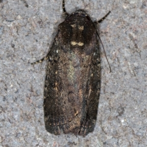 Proteuxoa provisional species 1 at Melba, ACT - 12 Feb 2021 02:43 PM