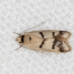 Compsotropha strophiella (A Concealer moth) at Melba, ACT - 12 Feb 2021 by Bron