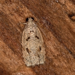 Tortricinae (subfamily) at Melba, ACT - 11 Feb 2021