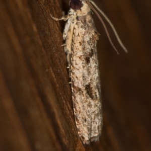 Tortricinae (subfamily) at Melba, ACT - 11 Feb 2021 11:47 AM