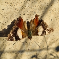 Vanessa itea (Yellow Admiral) at Denman Prospect, ACT - 15 Feb 2021 by AaronClausen