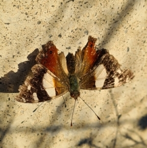 Vanessa itea at Denman Prospect, ACT - 15 Feb 2021 07:16 PM