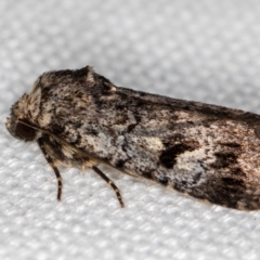 Thoracolopha verecunda (A Noctuid moth (Acronictinae)) at Melba, ACT - 11 Feb 2021 by Bron