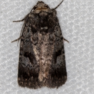 Thoracolopha verecunda at Melba, ACT - 11 Feb 2021