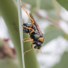 Perga sp. (genus) (Sawfly or Spitfire) at Fyshwick, ACT - 10 Feb 2021 by AlisonMilton