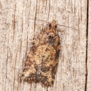 Thrincophora impletana at Melba, ACT - 14 Feb 2021 11:00 PM