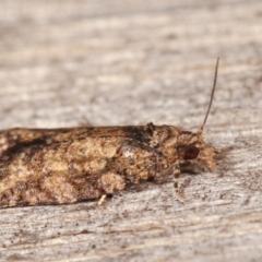 Thrincophora impletana at Melba, ACT - 14 Feb 2021 11:00 PM