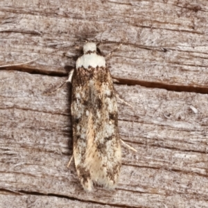 Endrosis sarcitrella at Melba, ACT - 14 Feb 2021 11:01 PM