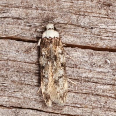 Endrosis sarcitrella (White-shouldered House Moth) at Melba, ACT - 14 Feb 2021 by kasiaaus