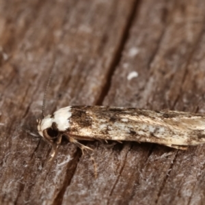 Endrosis sarcitrella at Melba, ACT - 14 Feb 2021 11:01 PM