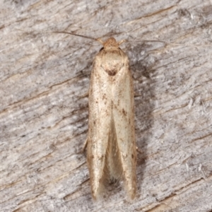 Blastobasis (genus) at Melba, ACT - 14 Feb 2021