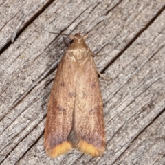 Tachystola acroxantha (A Concealer moth) at Melba, ACT - 14 Feb 2021 by kasiaaus