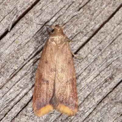 Tachystola acroxantha (A Concealer moth) at Melba, ACT - 14 Feb 2021 by kasiaaus