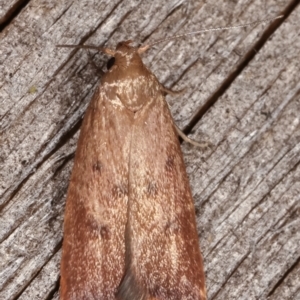 Tachystola acroxantha at Melba, ACT - 14 Feb 2021 11:03 PM