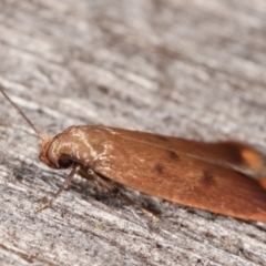 Tachystola acroxantha at Melba, ACT - 14 Feb 2021 11:03 PM