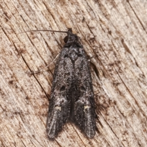 Bondia nigella at Melba, ACT - 14 Feb 2021 11:07 PM