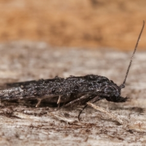 Bondia nigella at Melba, ACT - 14 Feb 2021 11:07 PM