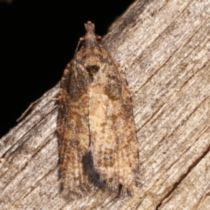 Tortricinae (subfamily) at Melba, ACT - 14 Feb 2021 11:06 PM