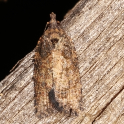 Tortricinae (subfamily) (A tortrix moth) at Melba, ACT - 14 Feb 2021 by kasiaaus