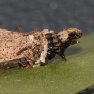 Hyalarcta nigrescens at Fyshwick, ACT - 10 Feb 2021