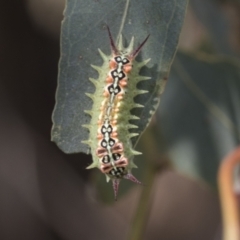 Doratifera quadriguttata and casta (Four-spotted Cup Moth) at Fyshwick, ACT - 10 Feb 2021 by AlisonMilton