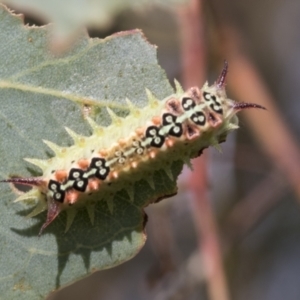 Doratifera quadriguttata and casta at Fyshwick, ACT - 10 Feb 2021 03:46 PM