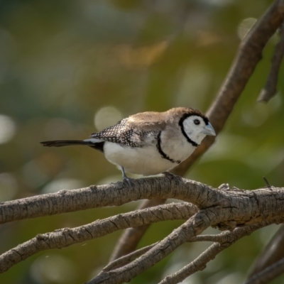 Stizoptera bichenovii (Double-barred Finch) at Kaleen, ACT - 14 Feb 2021 by trevsci