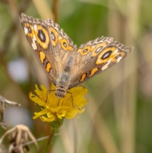 Junonia villida at Crace, ACT - 14 Feb 2021