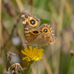 Junonia villida at Crace, ACT - 14 Feb 2021