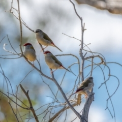 Neochmia temporalis (Red-browed Finch) at Kaleen, ACT - 14 Feb 2021 by trevsci