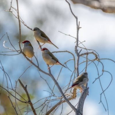 Neochmia temporalis (Red-browed Finch) at Kaleen, ACT - 14 Feb 2021 by trevsci