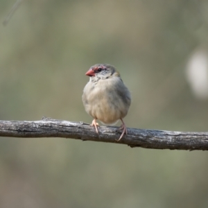 Neochmia temporalis at Kaleen, ACT - 14 Feb 2021