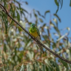 Psephotus haematonotus (Red-rumped Parrot) at Kaleen, ACT - 14 Feb 2021 by trevsci