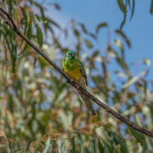 Psephotus haematonotus at Kaleen, ACT - 14 Feb 2021