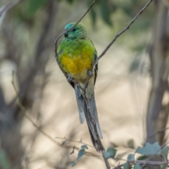 Psephotus haematonotus at Kaleen, ACT - 14 Feb 2021