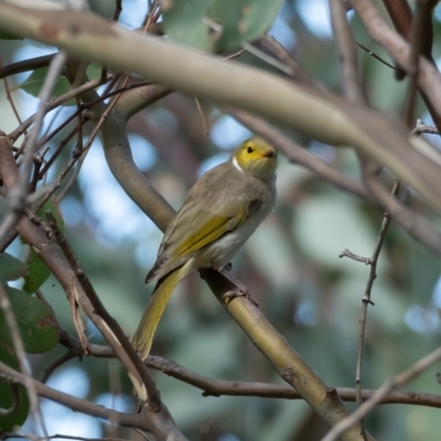 Ptilotula penicillata (White-plumed Honeyeater) at Kaleen, ACT - 14 Feb 2021 by trevsci
