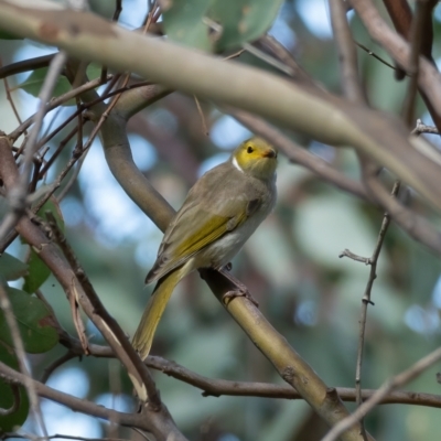 Ptilotula penicillata (White-plumed Honeyeater) at Kaleen, ACT - 13 Feb 2021 by trevsci