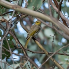 Ptilotula penicillata at Kaleen, ACT - 14 Feb 2021