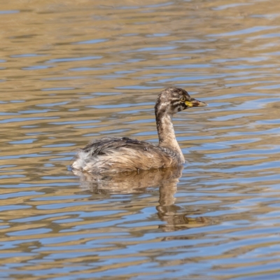 Tachybaptus novaehollandiae (Australasian Grebe) at Crace, ACT - 14 Feb 2021 by trevsci