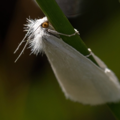 Tipanaea patulella (A Crambid moth) at Kaleen, ACT - 14 Feb 2021 by trevsci