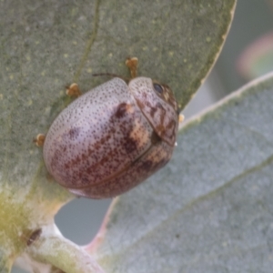 Paropsisterna m-fuscum at Fyshwick, ACT - 10 Feb 2021