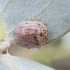 Paropsisterna m-fuscum at Fyshwick, ACT - 10 Feb 2021