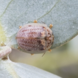 Paropsisterna m-fuscum at Fyshwick, ACT - 10 Feb 2021