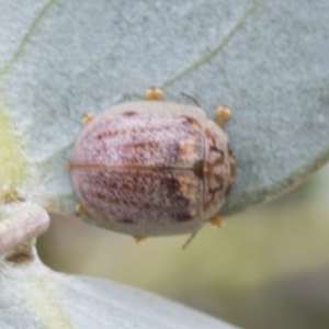 Paropsisterna m-fuscum at Fyshwick, ACT - 10 Feb 2021