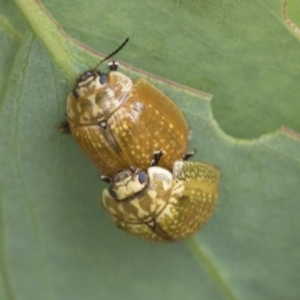 Paropsisterna cloelia at Fyshwick, ACT - 10 Feb 2021