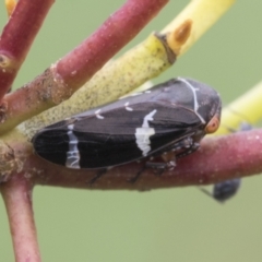 Eurymeloides punctata (Gumtree hopper) at Fyshwick, ACT - 10 Feb 2021 by AlisonMilton
