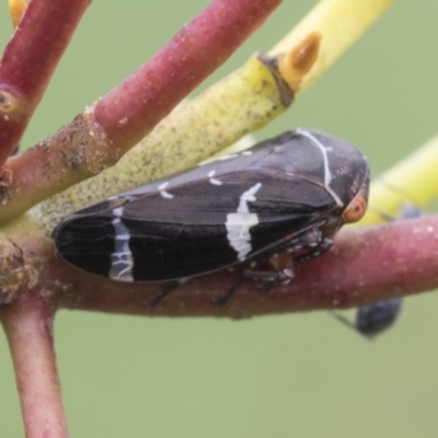 Eurymeloides punctata (Gumtree hopper) at Fyshwick, ACT - 9 Feb 2021 by AlisonMilton