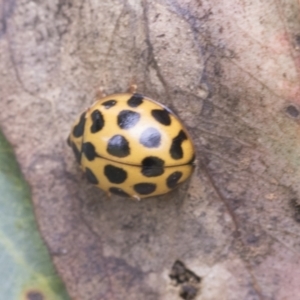 Harmonia conformis at Fyshwick, ACT - 10 Feb 2021