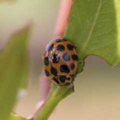 Harmonia conformis at Fyshwick, ACT - 10 Feb 2021