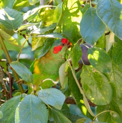 Glossopsitta concinna (Musk Lorikeet) at Florey, ACT - 15 Feb 2021 by b